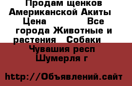 Продам щенков Американской Акиты › Цена ­ 25 000 - Все города Животные и растения » Собаки   . Чувашия респ.,Шумерля г.